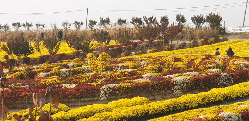 서산국화축제장 언덕을 덮은 국화 전시